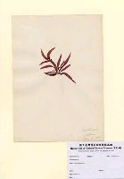 藏品(Grateloupia sp.)的圖片